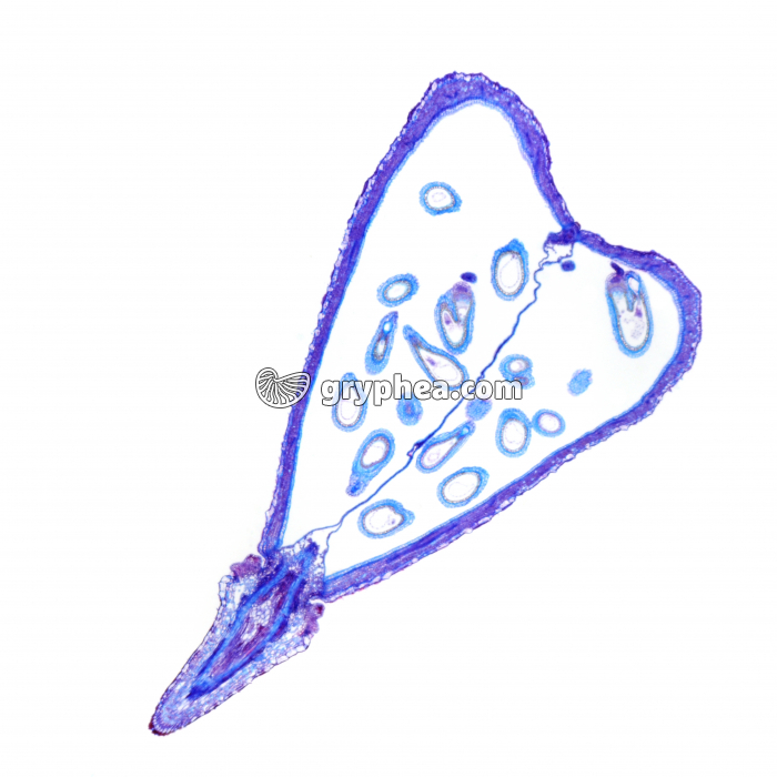 Capselle - Fruit jeune et graines (Capsella bursa pastoris) CL x4 - gryphea.com